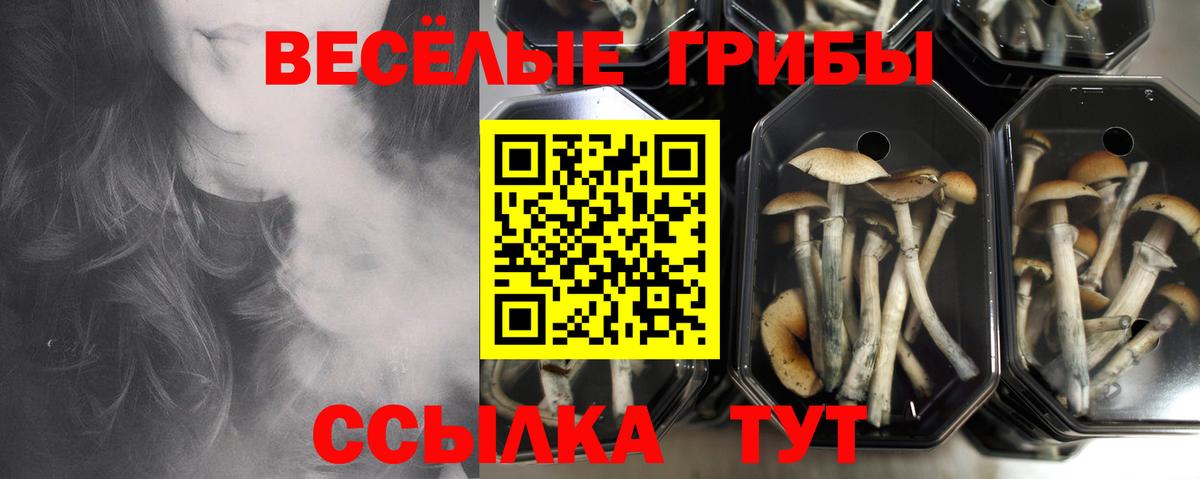 Псилоцибиновые грибы Psilocybine cubensis Унеча